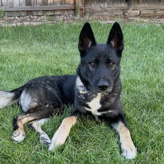 Enlarge Max a Million, a Adoptable mixed breed in Lakewood, CO image 3/3