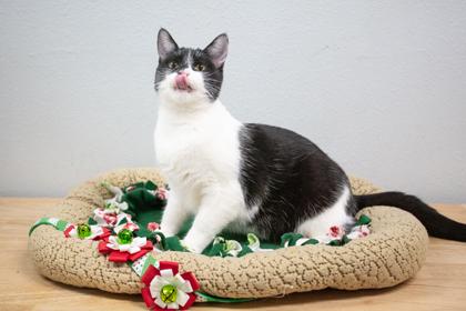 Gem, Adoptable, Kitten Female Domestic Short Hair & Domestic Short Hair.
