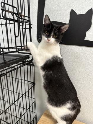 Gem, a Adoptable Domestic Short Hair in Lebec, CA image 2/3