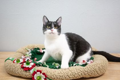 Gem, a Adoptable Domestic Short Hair in Lebec, CA image 3/3