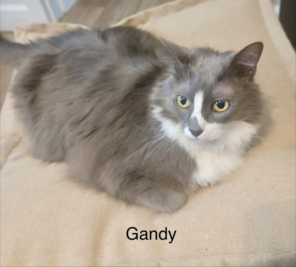 Gandy, a Adoptable Domestic Medium Hair in Safety Harbor, FL image 1/2