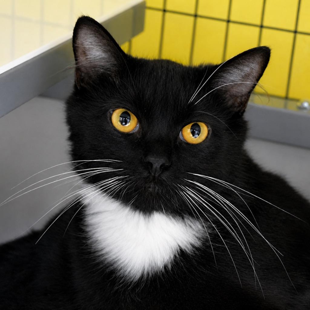 Haze, Adoptable, Young Female Domestic Short Hair.