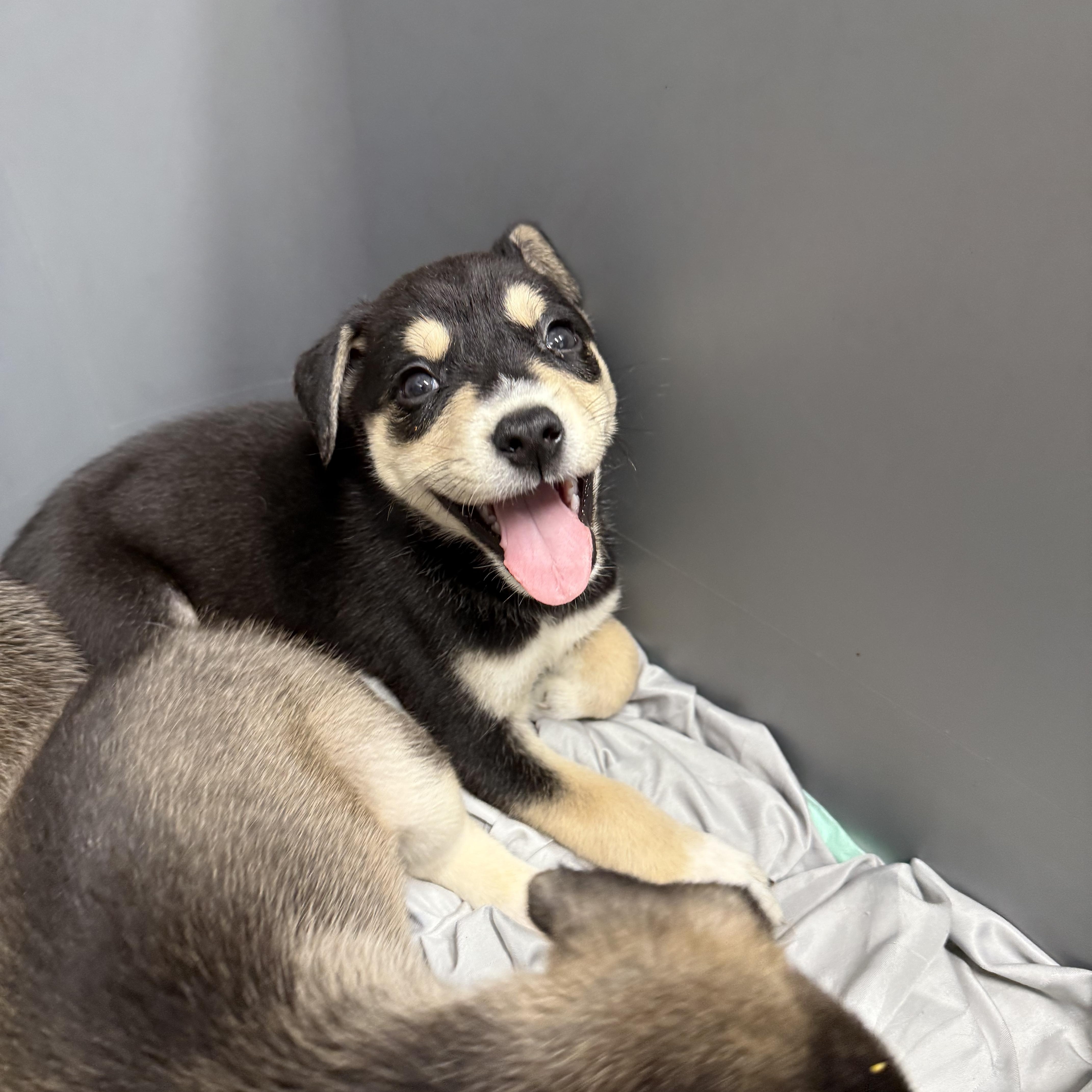 Count, Adopted, Puppy Male Husky.