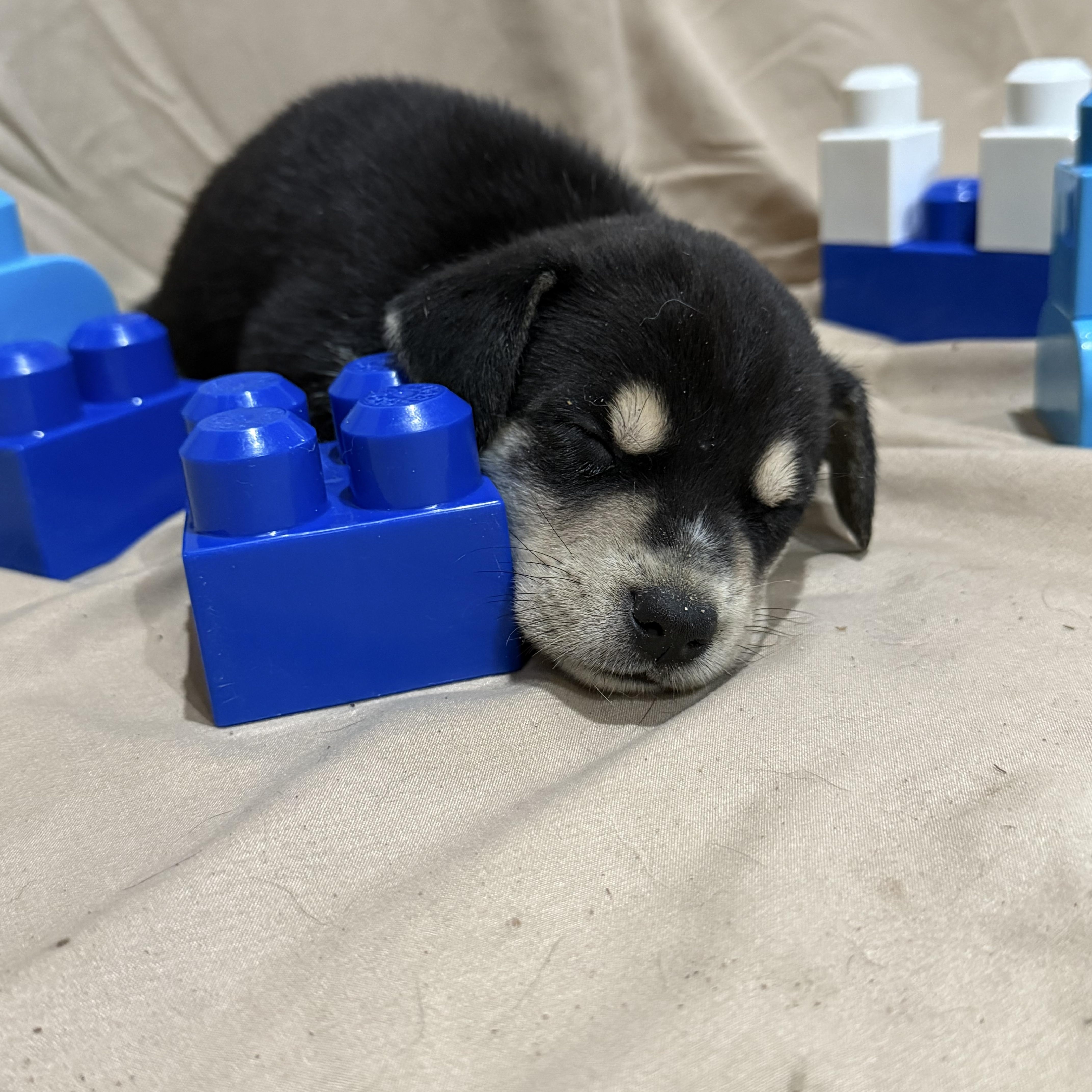 Enlarge Count, a Adopted mixed breed in Middlefield , OH image 4/4