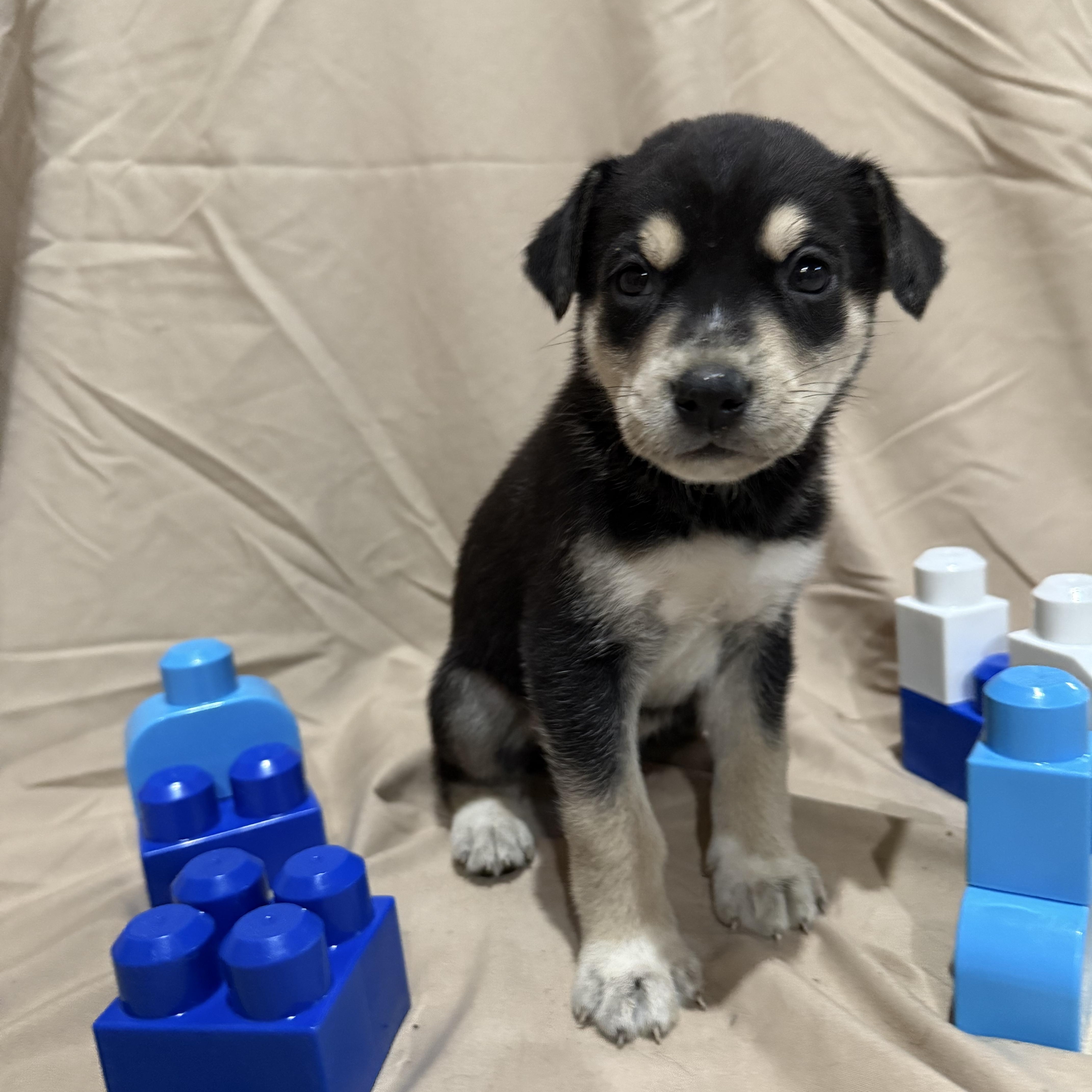 Enlarge Count, a Adopted mixed breed in Middlefield , OH image 1/4