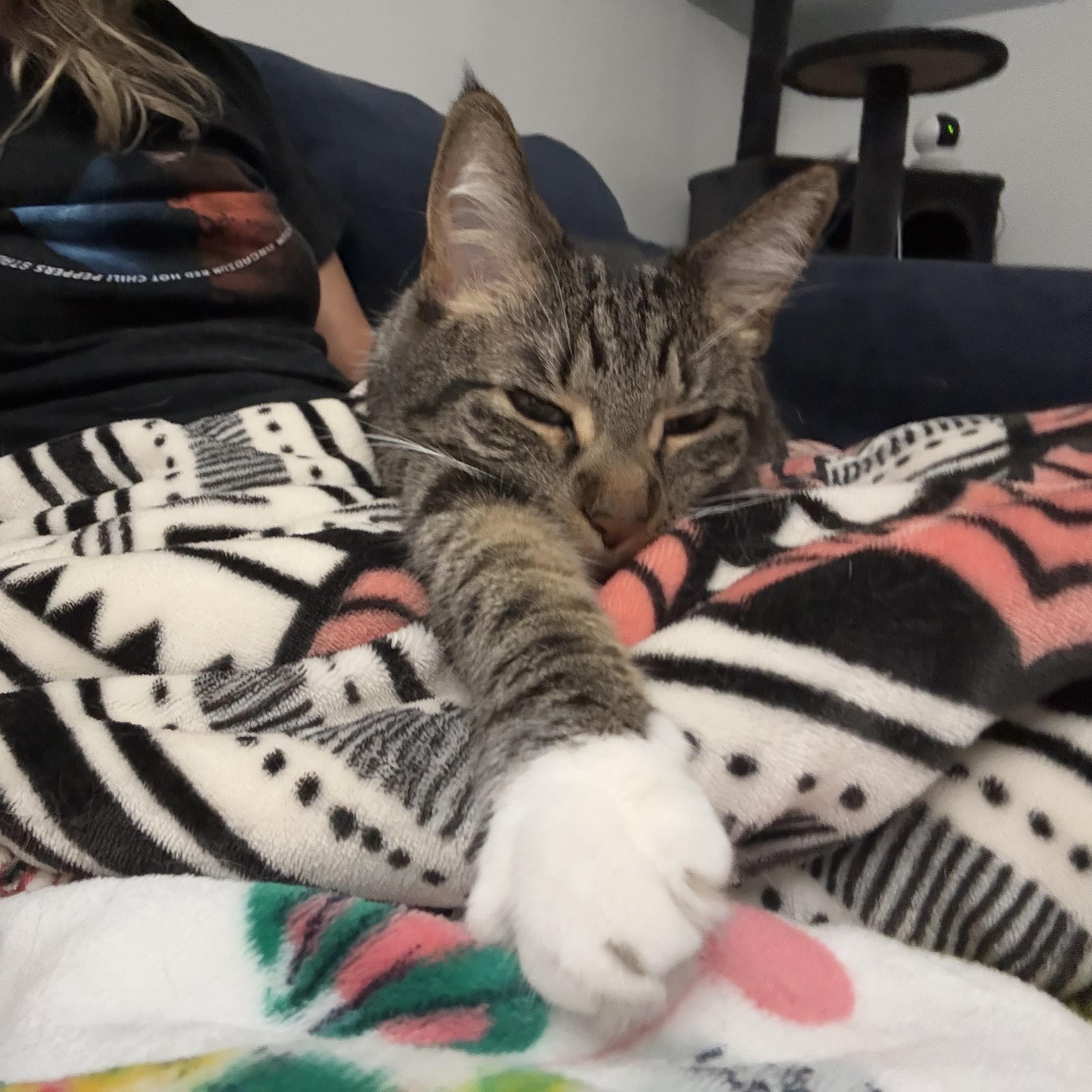 Enlarge Ellie Mae, a Adoptable Domestic Short Hair in Woodville , WI image 5/6