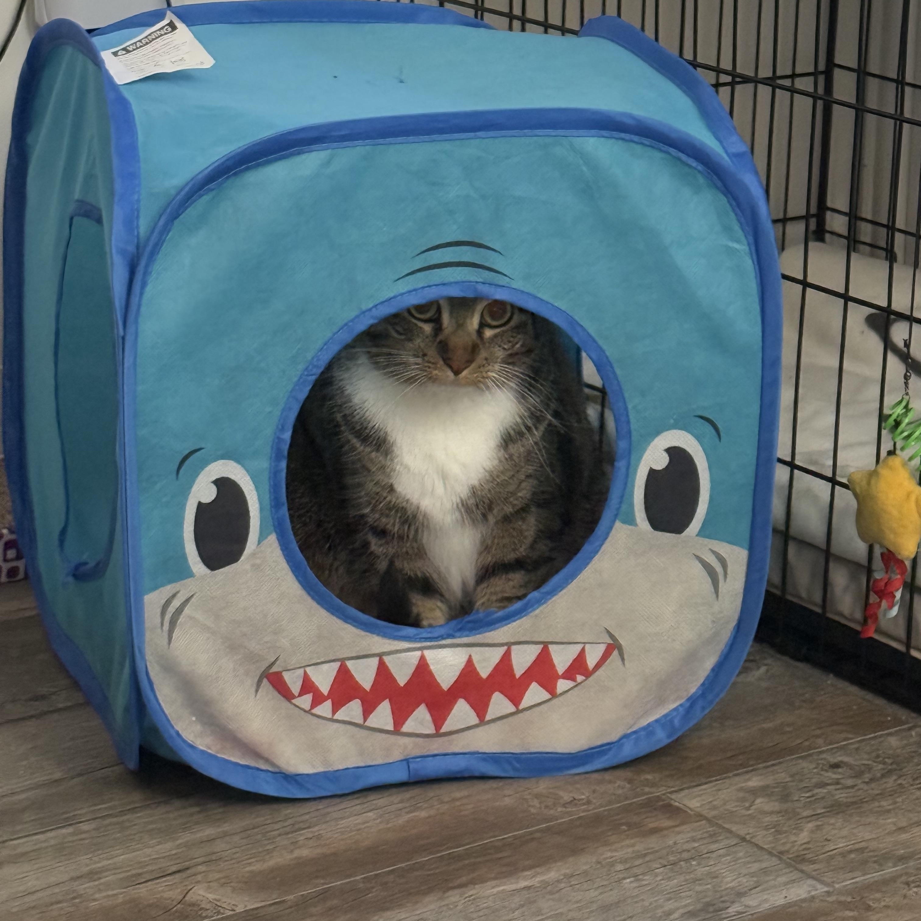 Enlarge Ellie Mae, a Adoptable Domestic Short Hair in Woodville , WI image 4/6