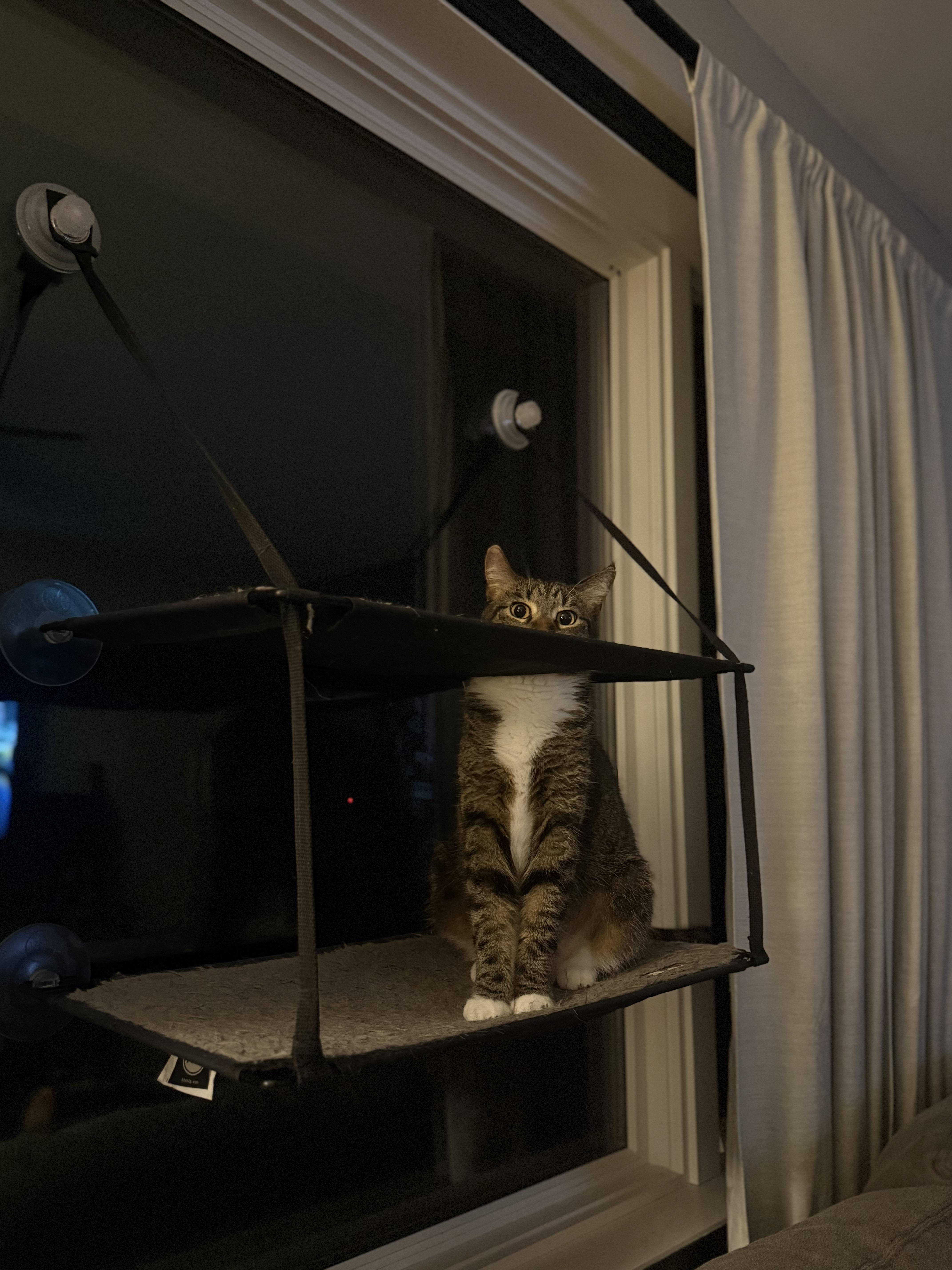 Enlarge Ellie Mae, a Adoptable Domestic Short Hair in Woodville , WI image 2/6