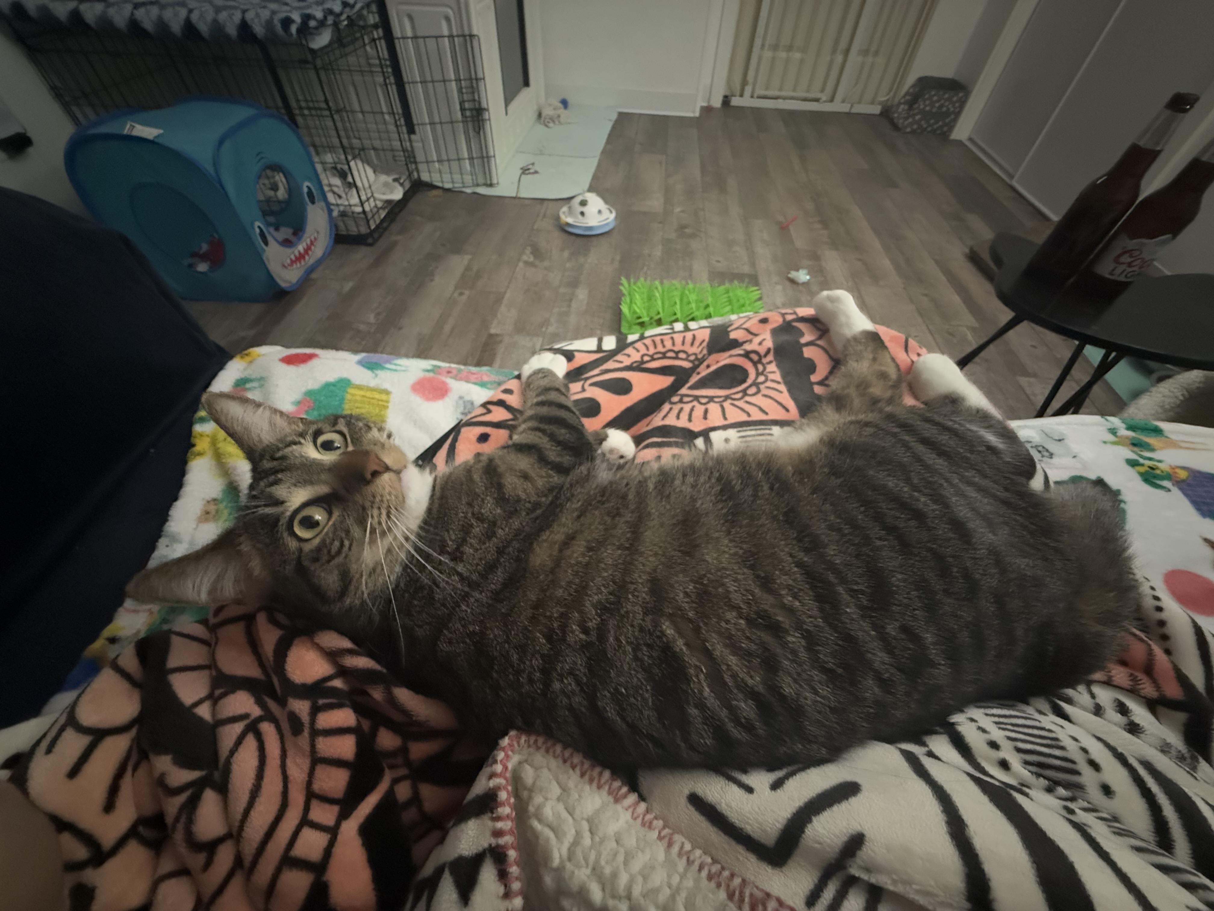 Ellie Mae, Adoptable, Adult Female Domestic Short Hair.