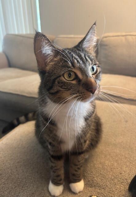 Enlarge Ellie Mae, a Adoptable Domestic Short Hair in Woodville , WI image 6/6