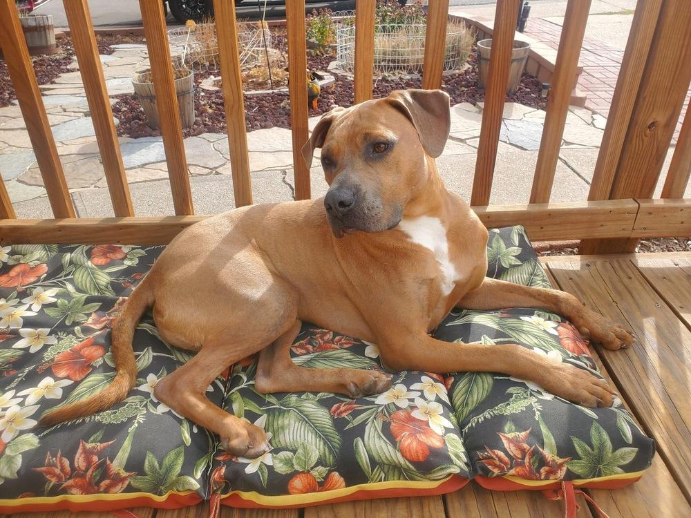 Hashbrown, Adoptable, Young Male Pit Bull Terrier.