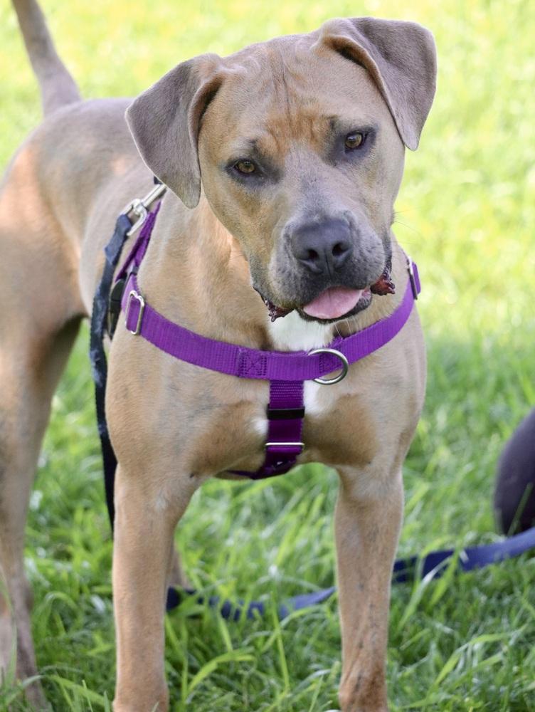 Hashbrown, a Adoptable mixed breed in Denver, CO image 2/6