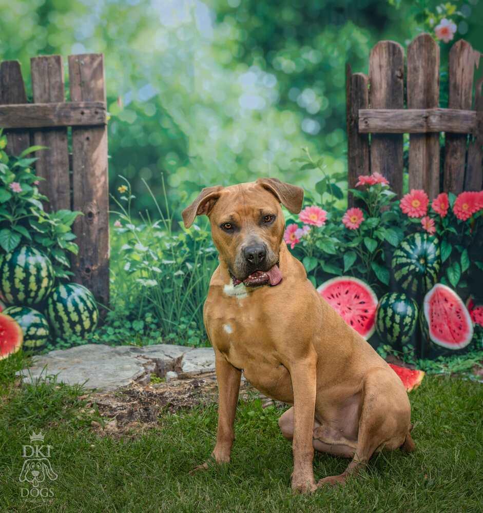 Hashbrown, a Adoptable mixed breed in Denver, CO image 3/6