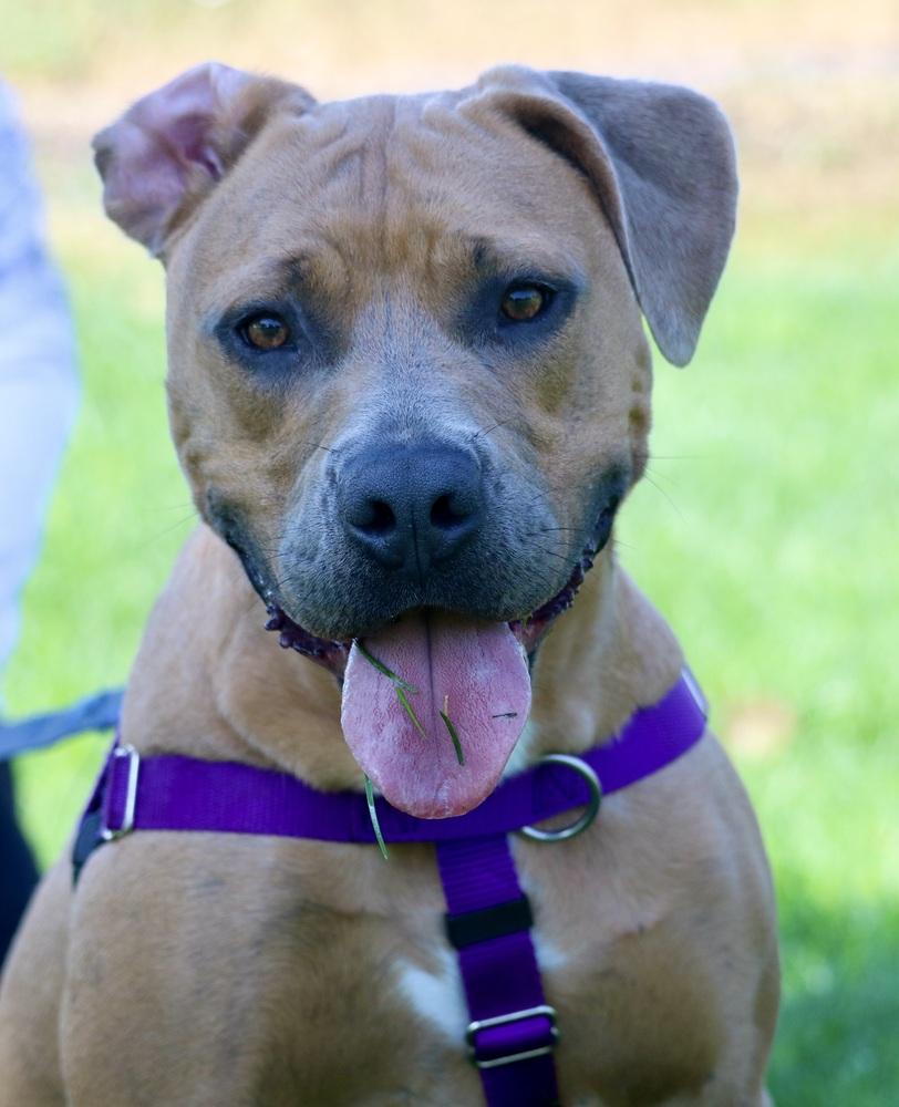 Hashbrown, a Adoptable mixed breed in Denver, CO image 4/6