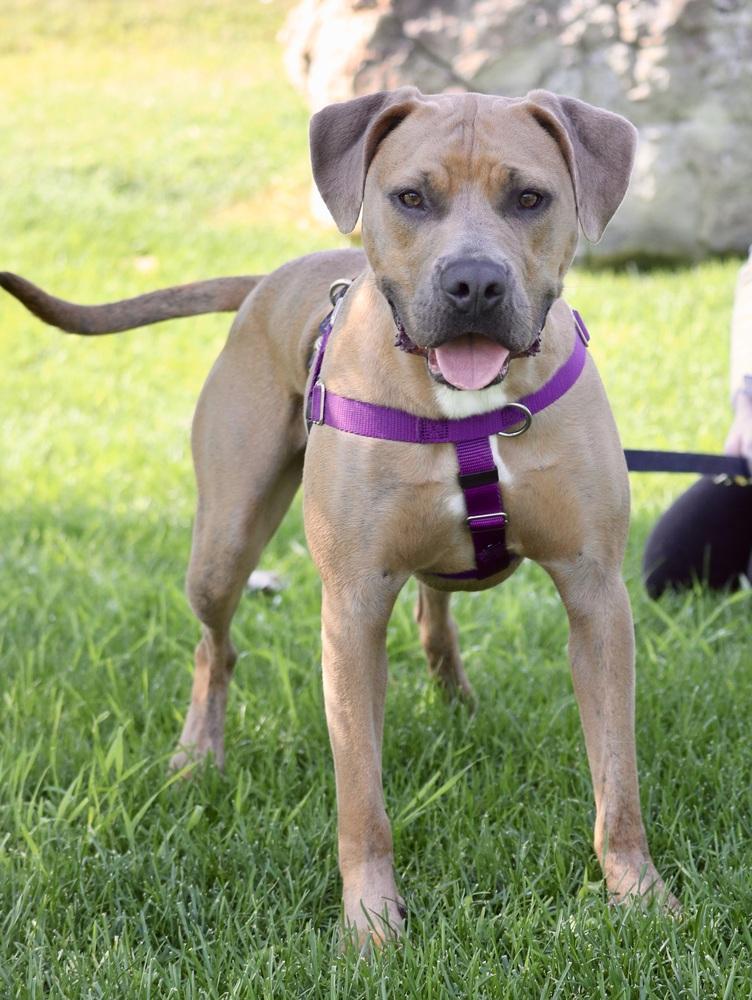Hashbrown, a Adoptable mixed breed in Denver, CO image 5/6