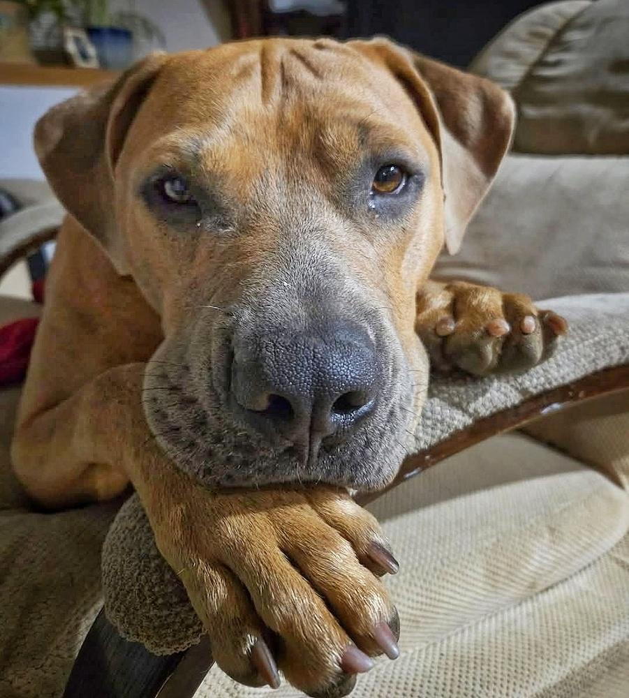 Hashbrown, a Adoptable mixed breed in Denver, CO image 6/6