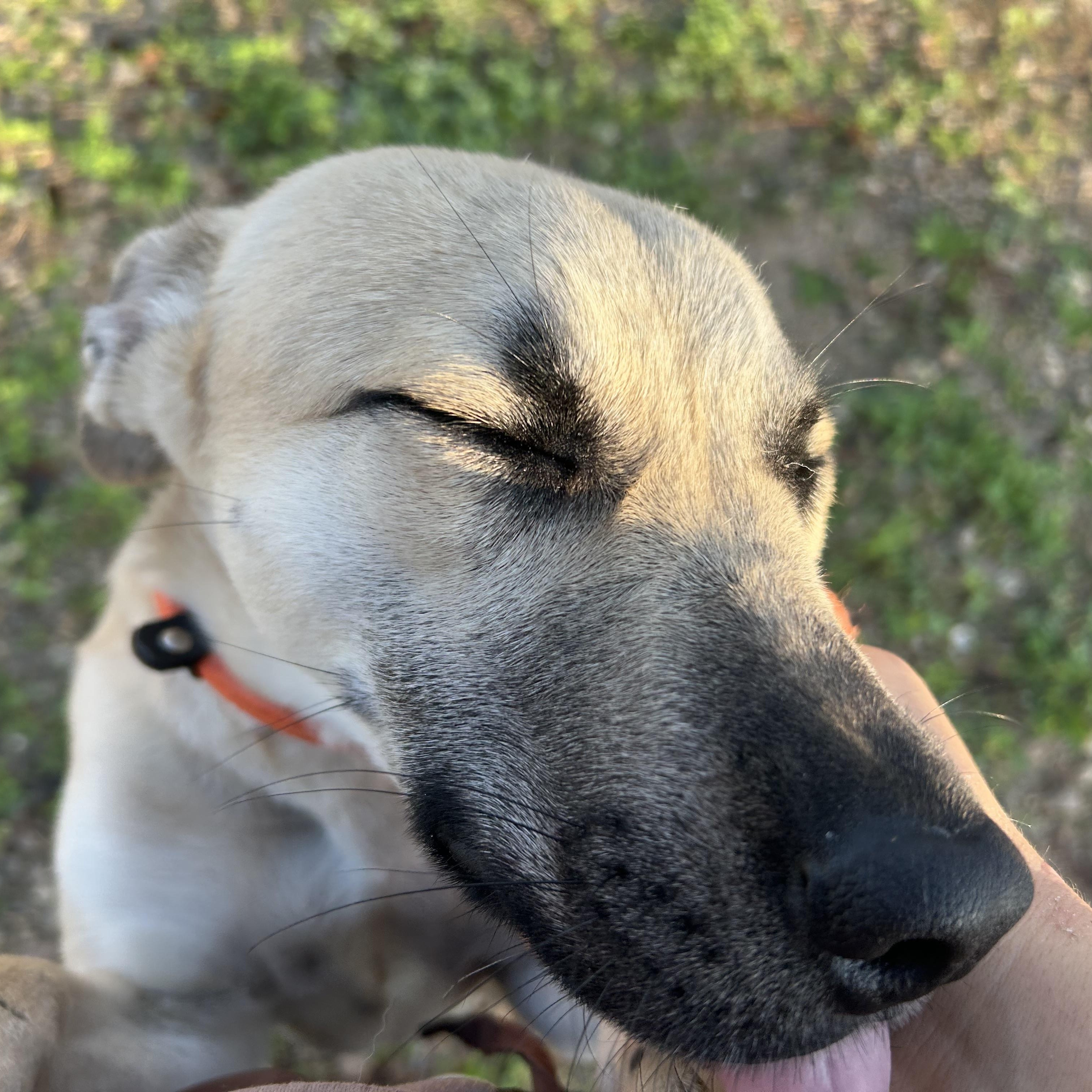 Enlarge Shera, an adopted mixed breed in Winchester, VA image 2/5