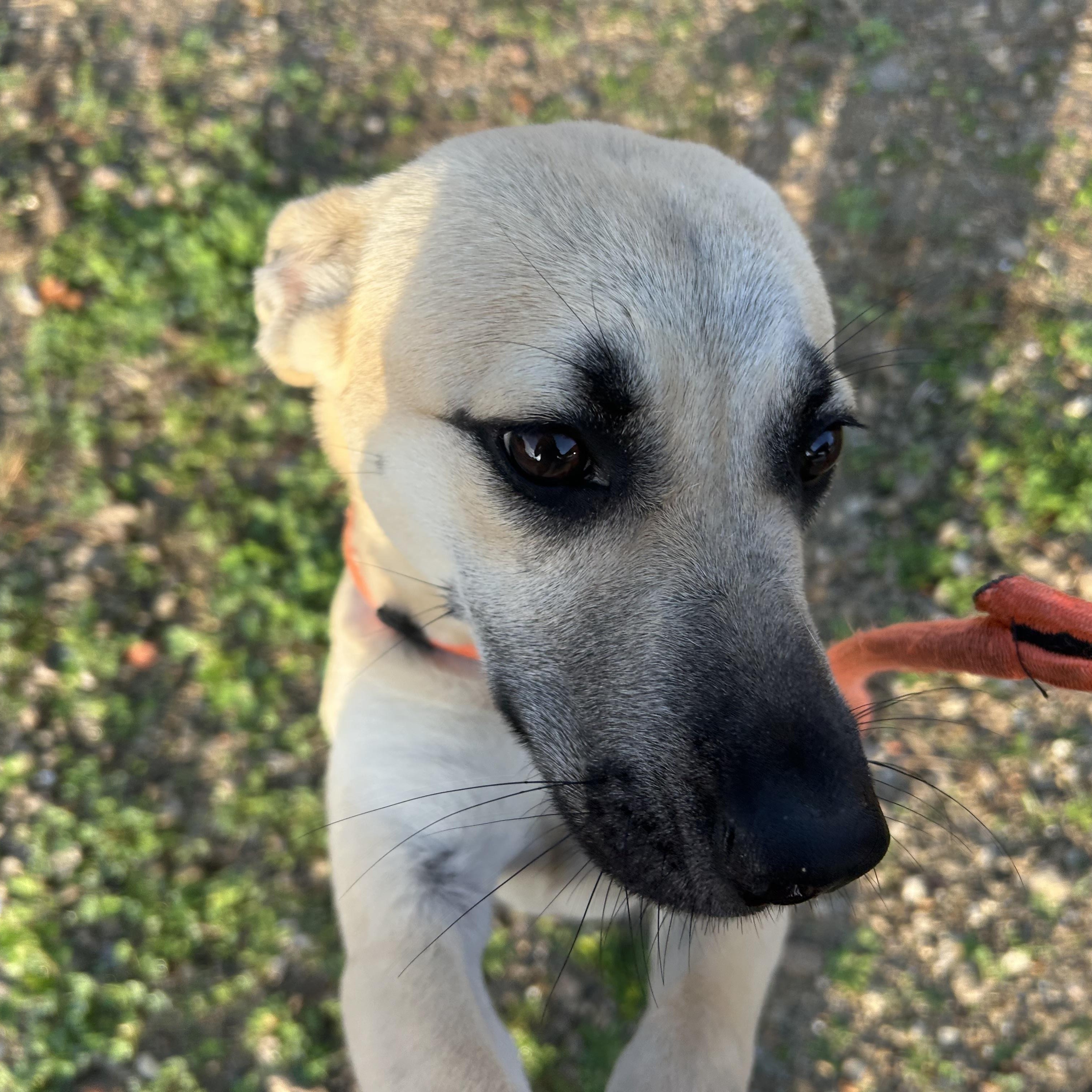 Enlarge Shera, an adopted mixed breed in Winchester, VA image 1/5