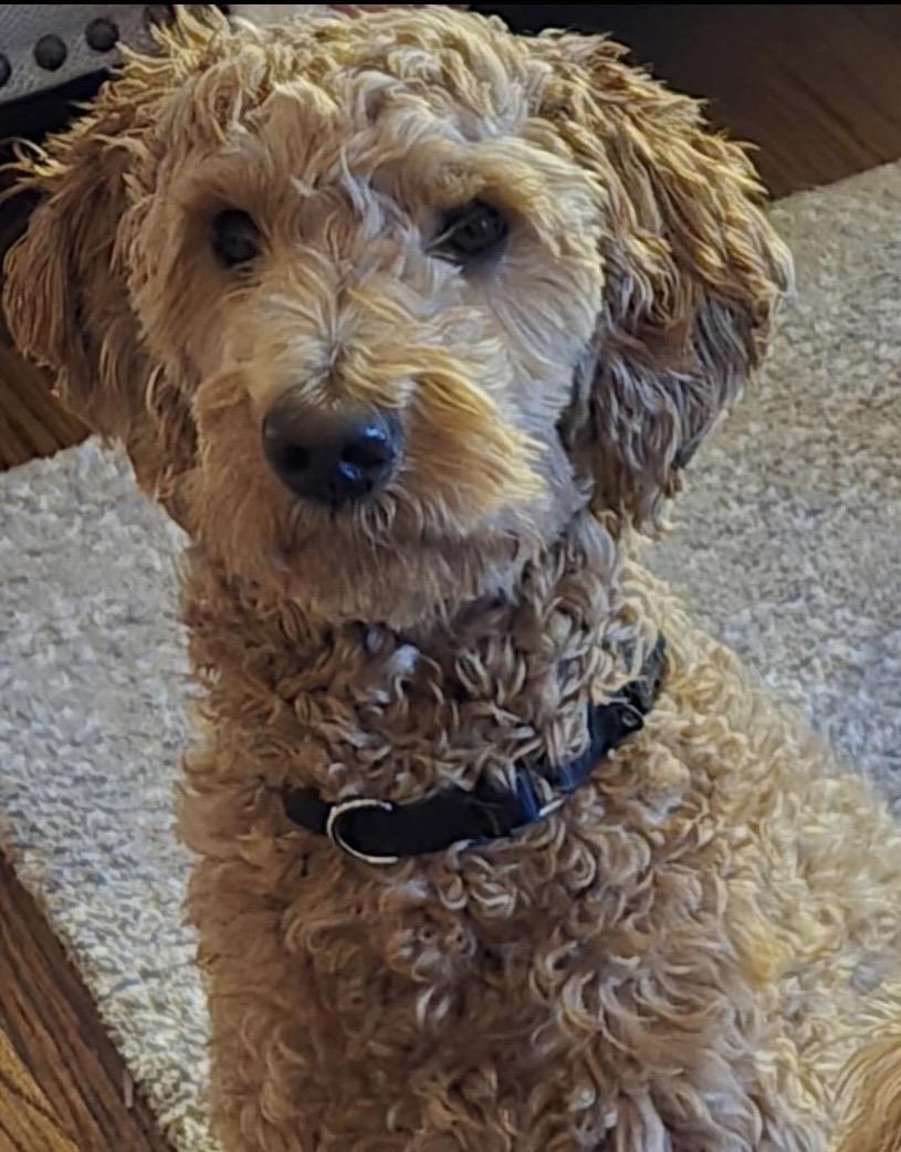 Angel Face, adopted, Young Female Goldendoodle & Poodle.