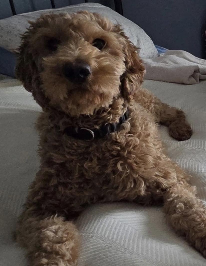 Angel Face, an adopted mixed breed in Philadelphia, PA image 3/6