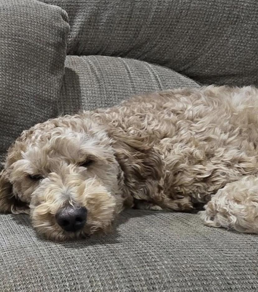 Angel Face, an adopted mixed breed in Philadelphia, PA image 4/6