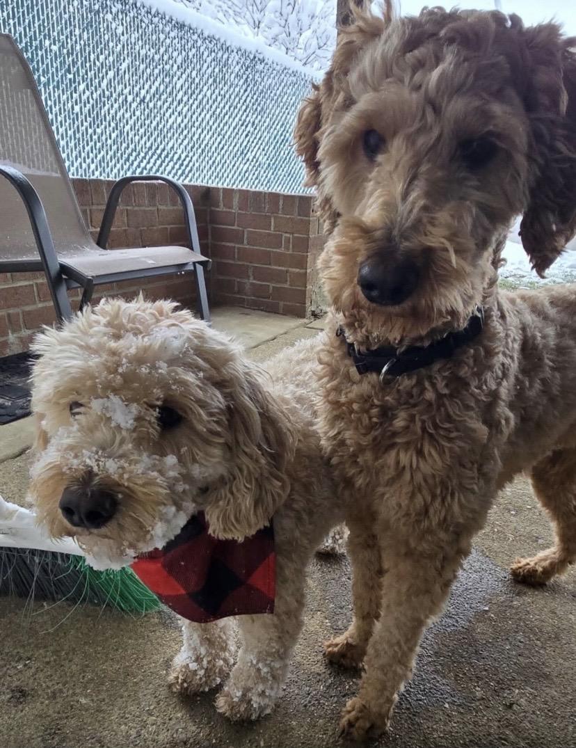 Angel Face, an adopted mixed breed in Philadelphia, PA image 2/6