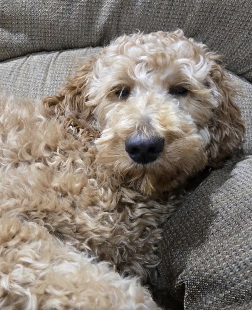 Angel Face, an adopted mixed breed in Philadelphia, PA image 5/6