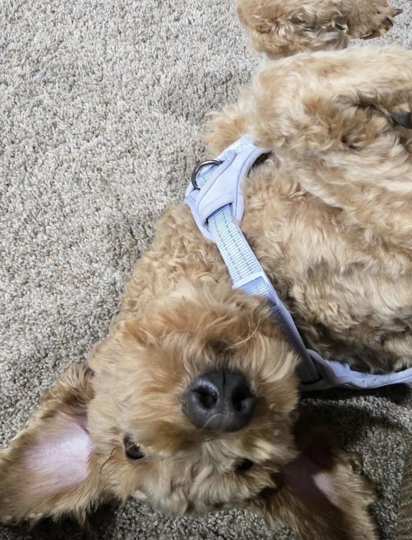 Angel Face, an adopted mixed breed in Philadelphia, PA image 6/6