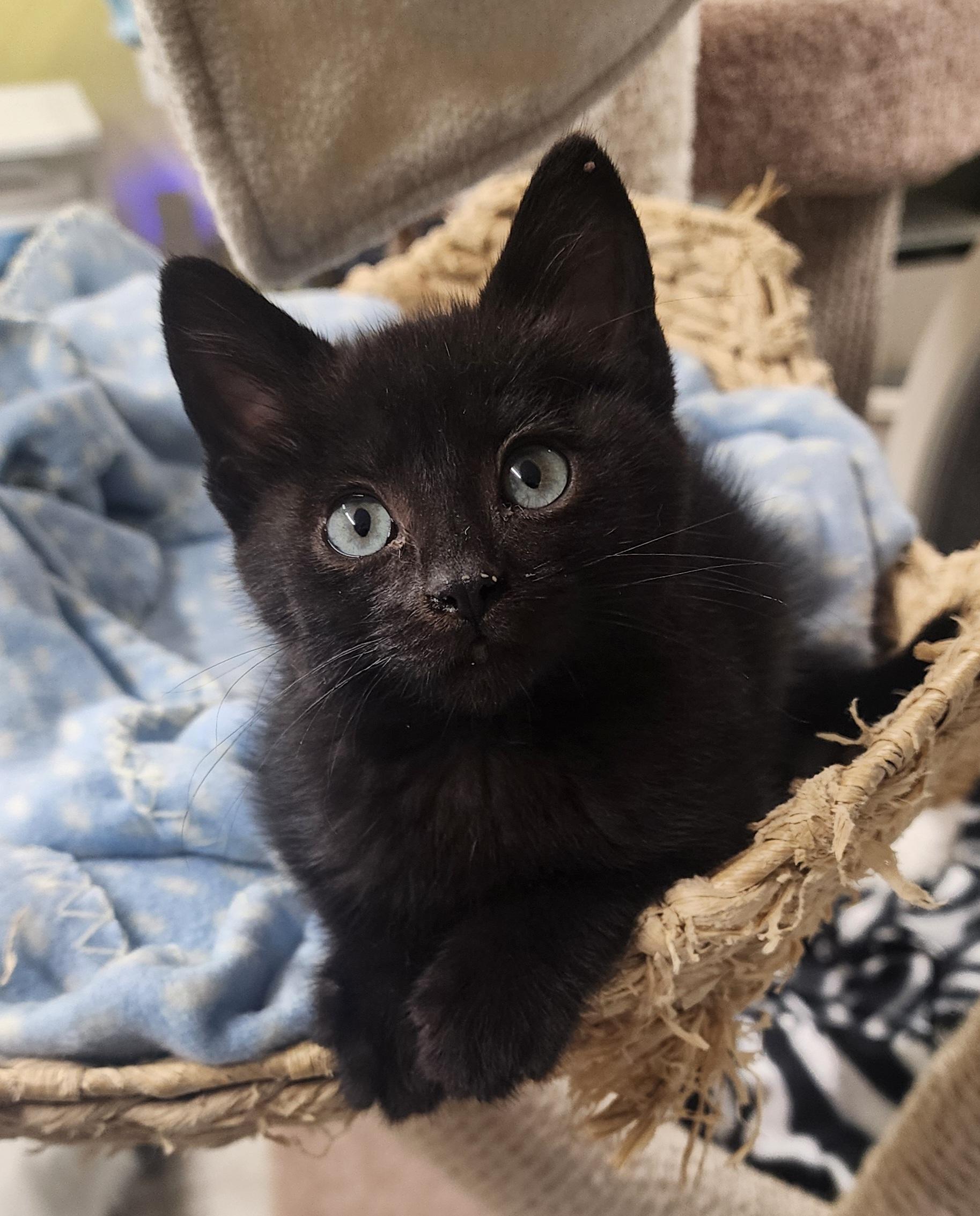 Ivy, an adopted Domestic Medium Hair in Waterloo, IA image 1/2