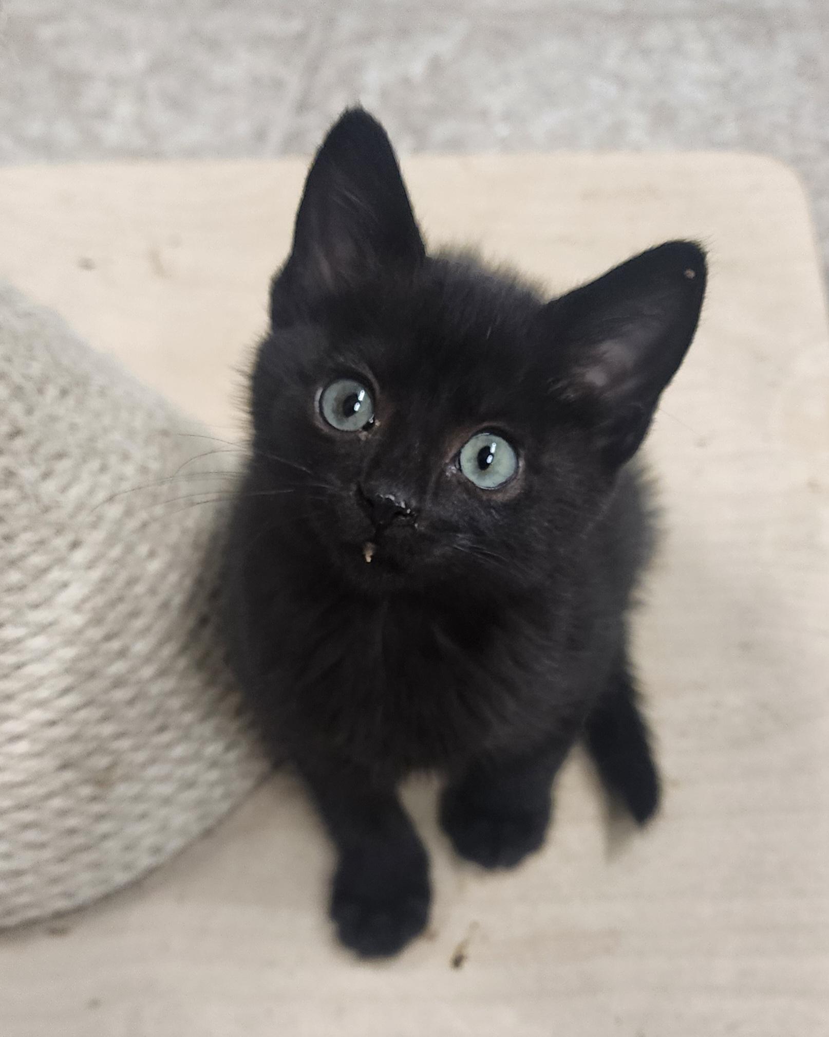 Ivy, an adopted Domestic Medium Hair in Waterloo, IA image 2/2