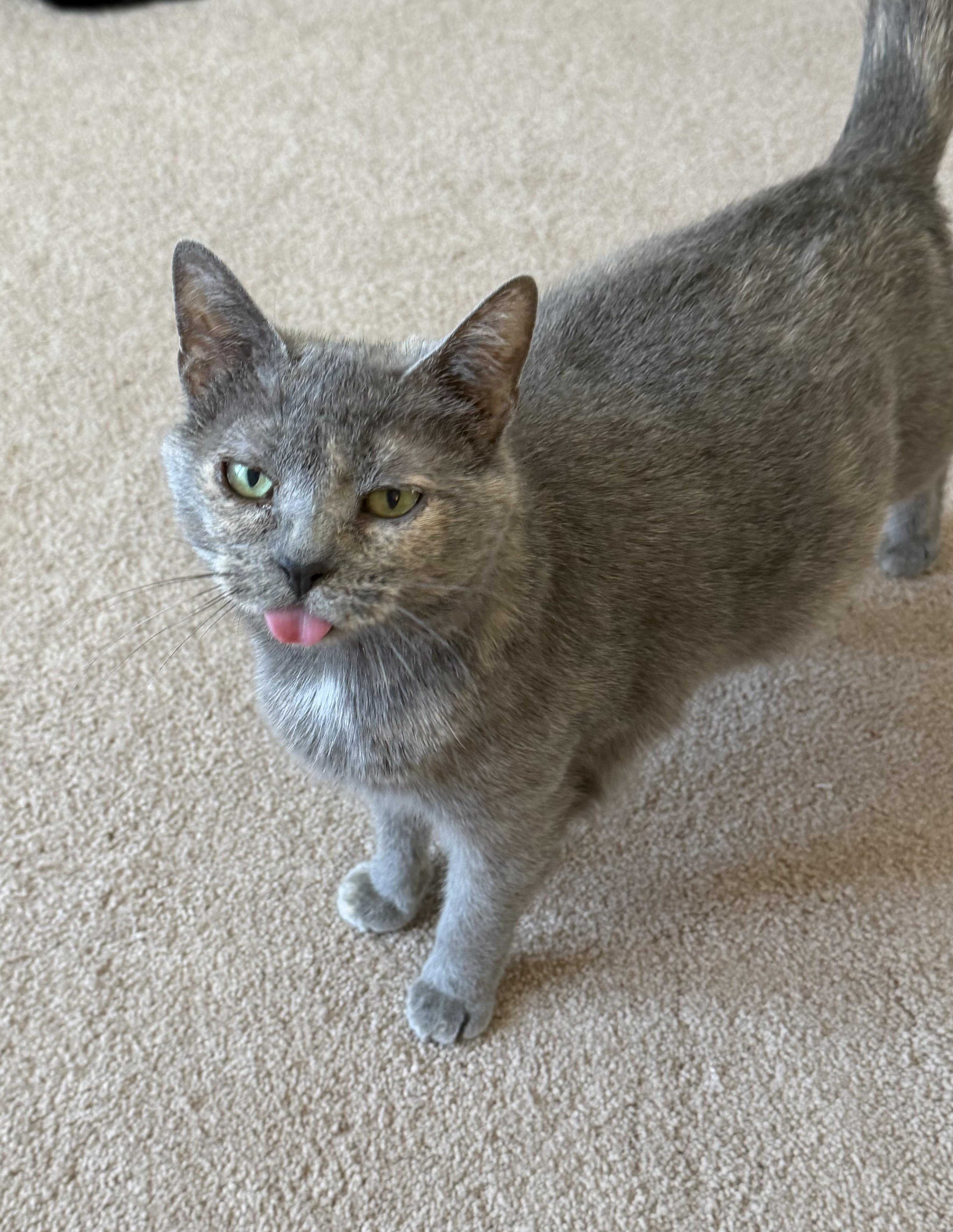 Mama Pizza, Adoptable, Young Female Domestic Short Hair.