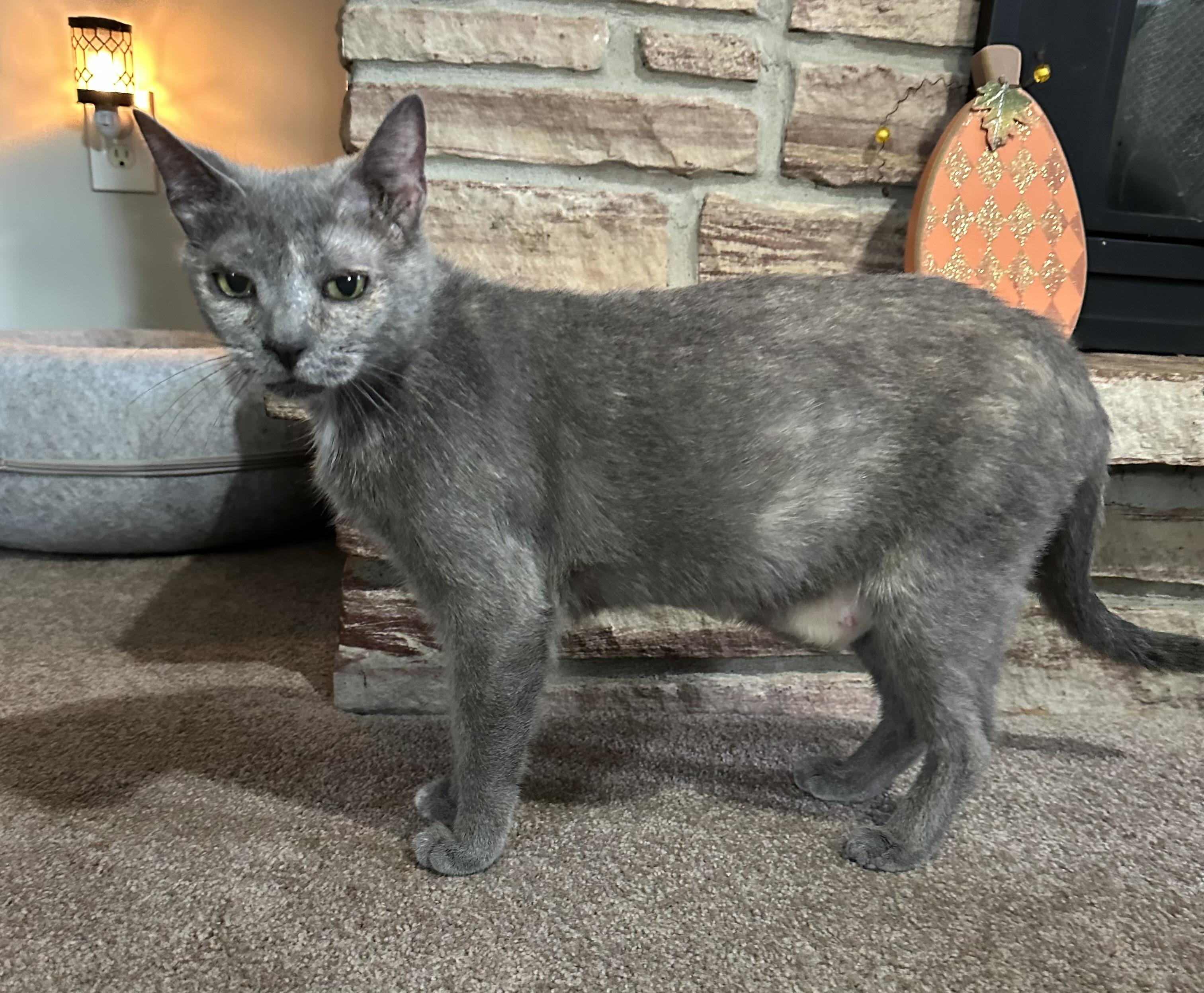 Mama Pizza, a Adoptable Domestic Short Hair in Lacona, NY image 4/6