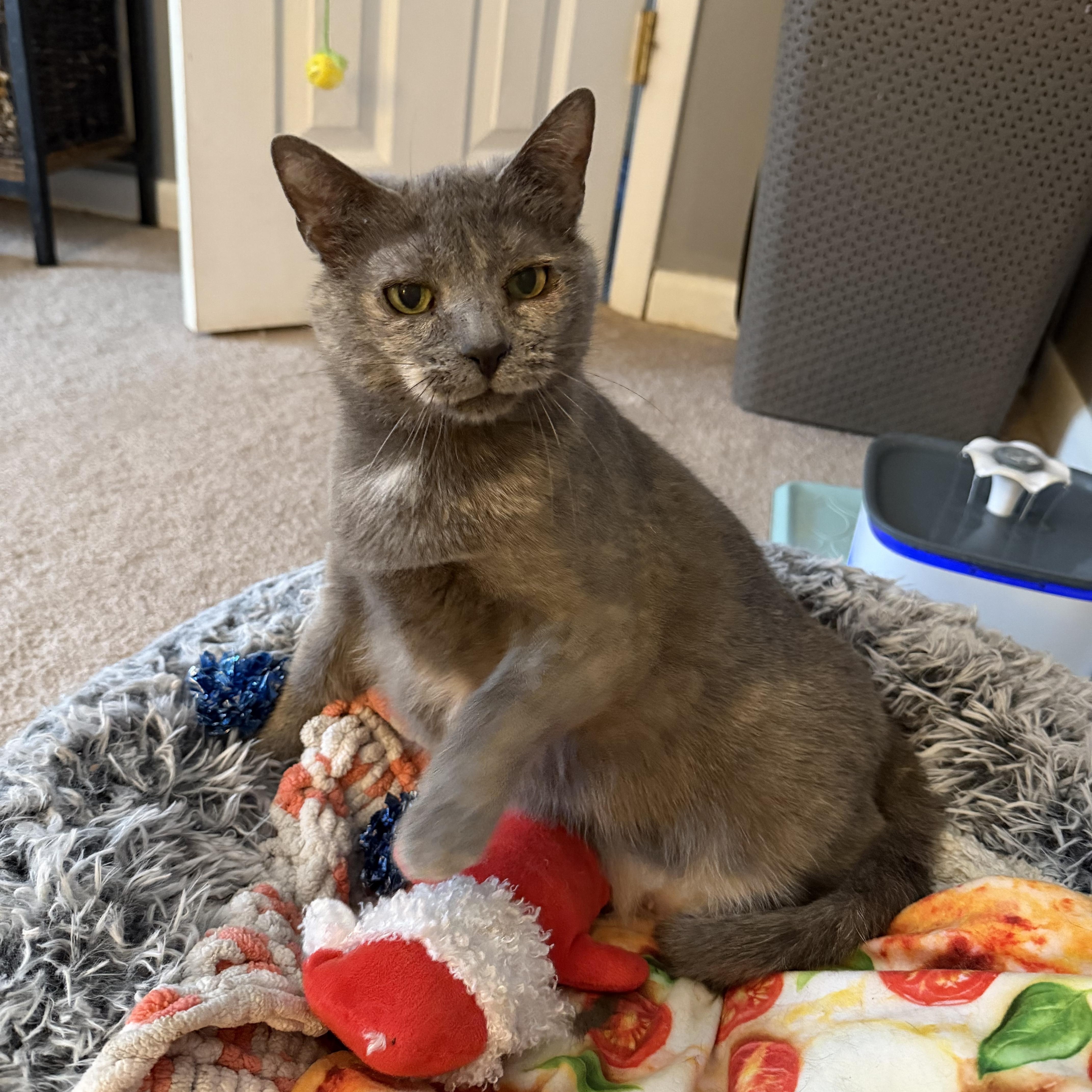 Mama Pizza, Adoptable, Young Female Domestic Short Hair.