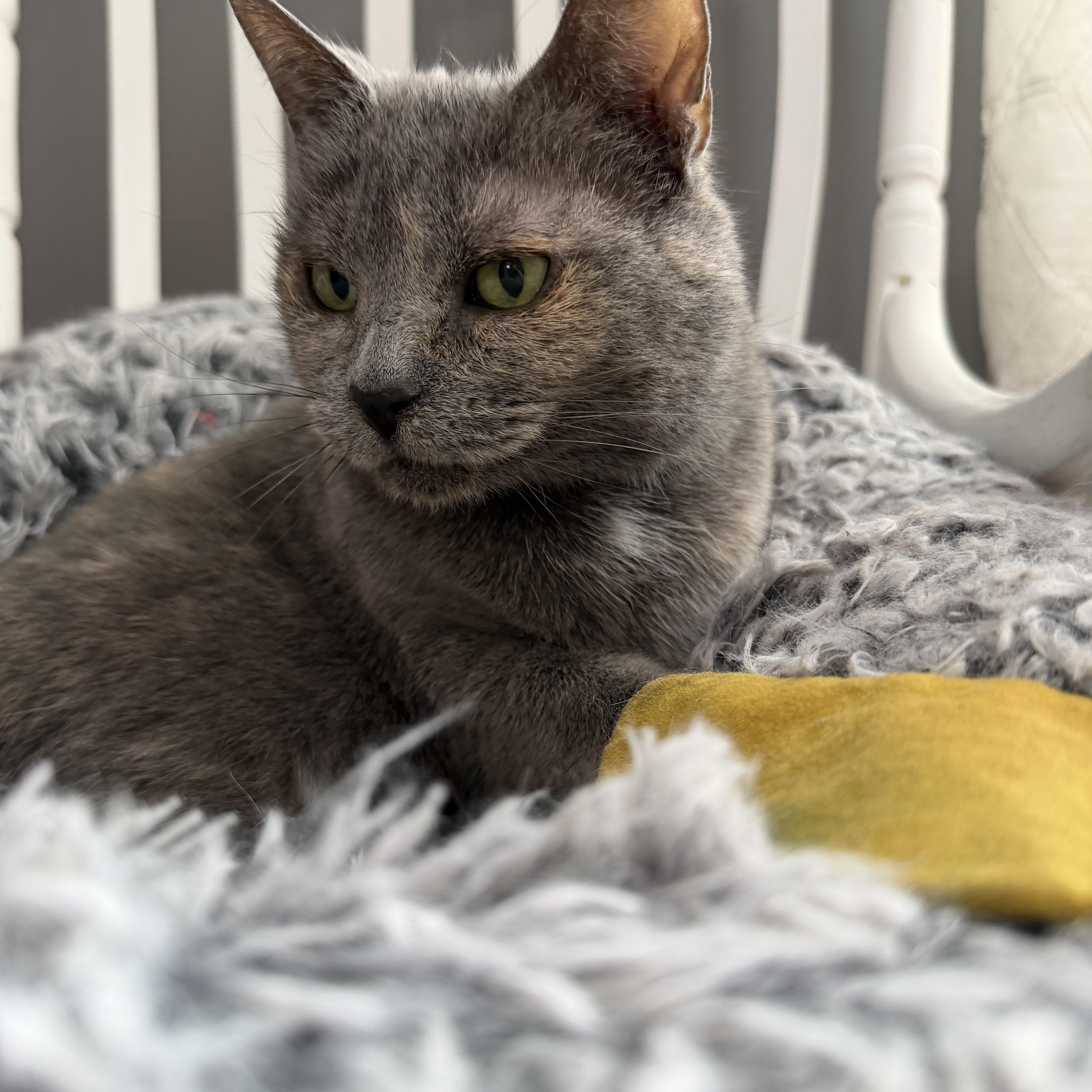 Enlarge Mama Pizza, a Adoptable Domestic Short Hair in Lacona, NY image 1/6