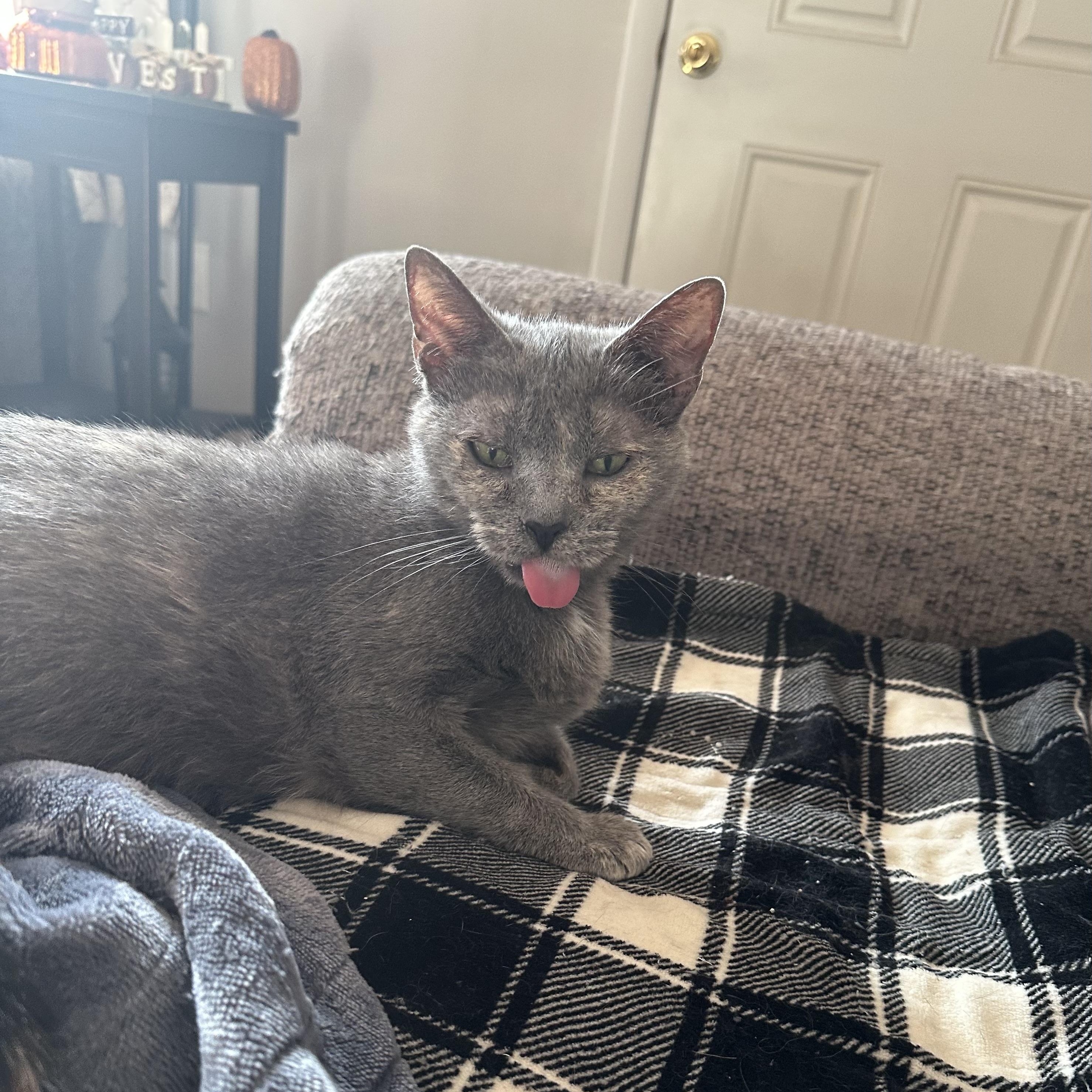 Mama Pizza, a Adoptable Domestic Short Hair in Lacona, NY image 3/6