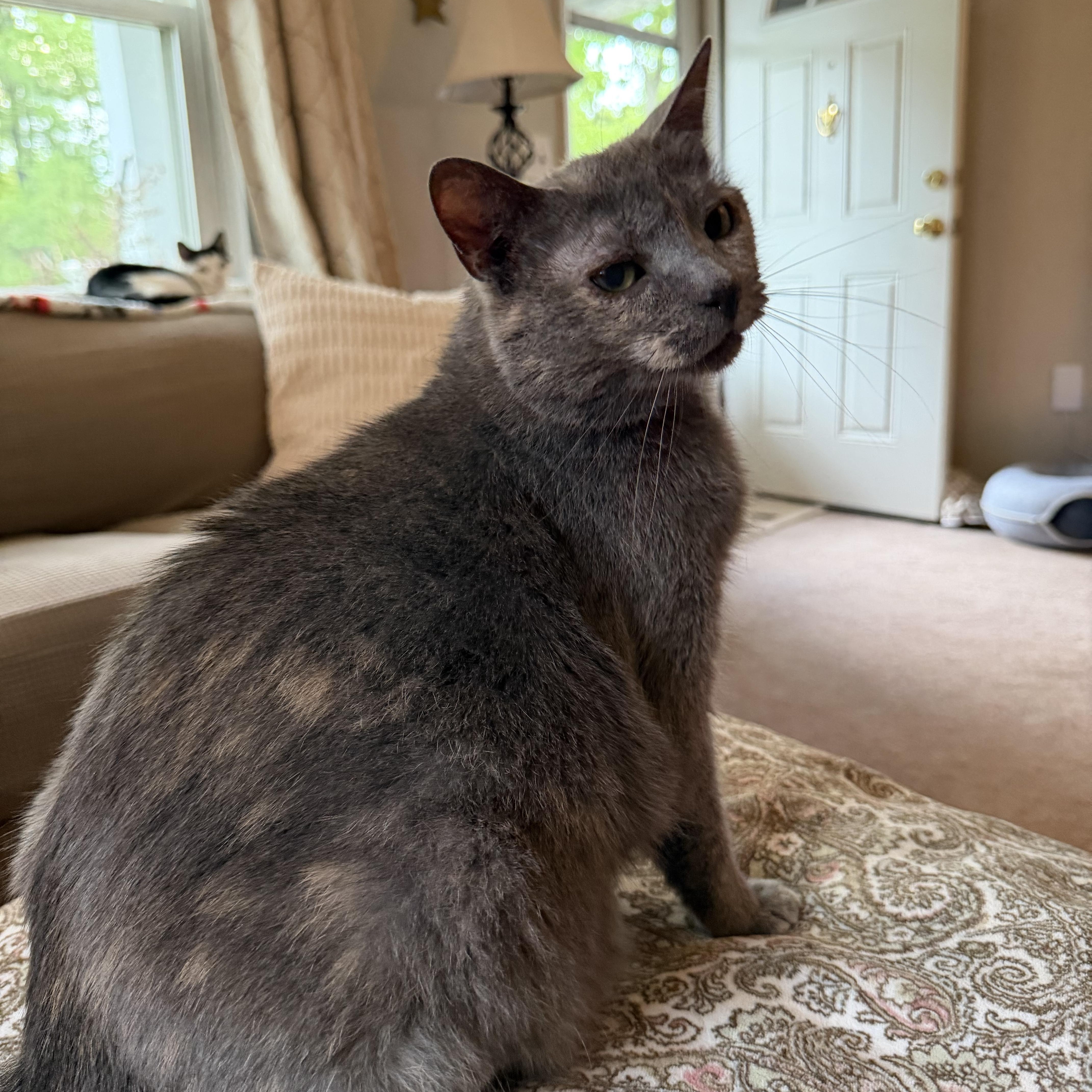 Mama Pizza, a Adoptable Domestic Short Hair in Lacona, NY image 6/6