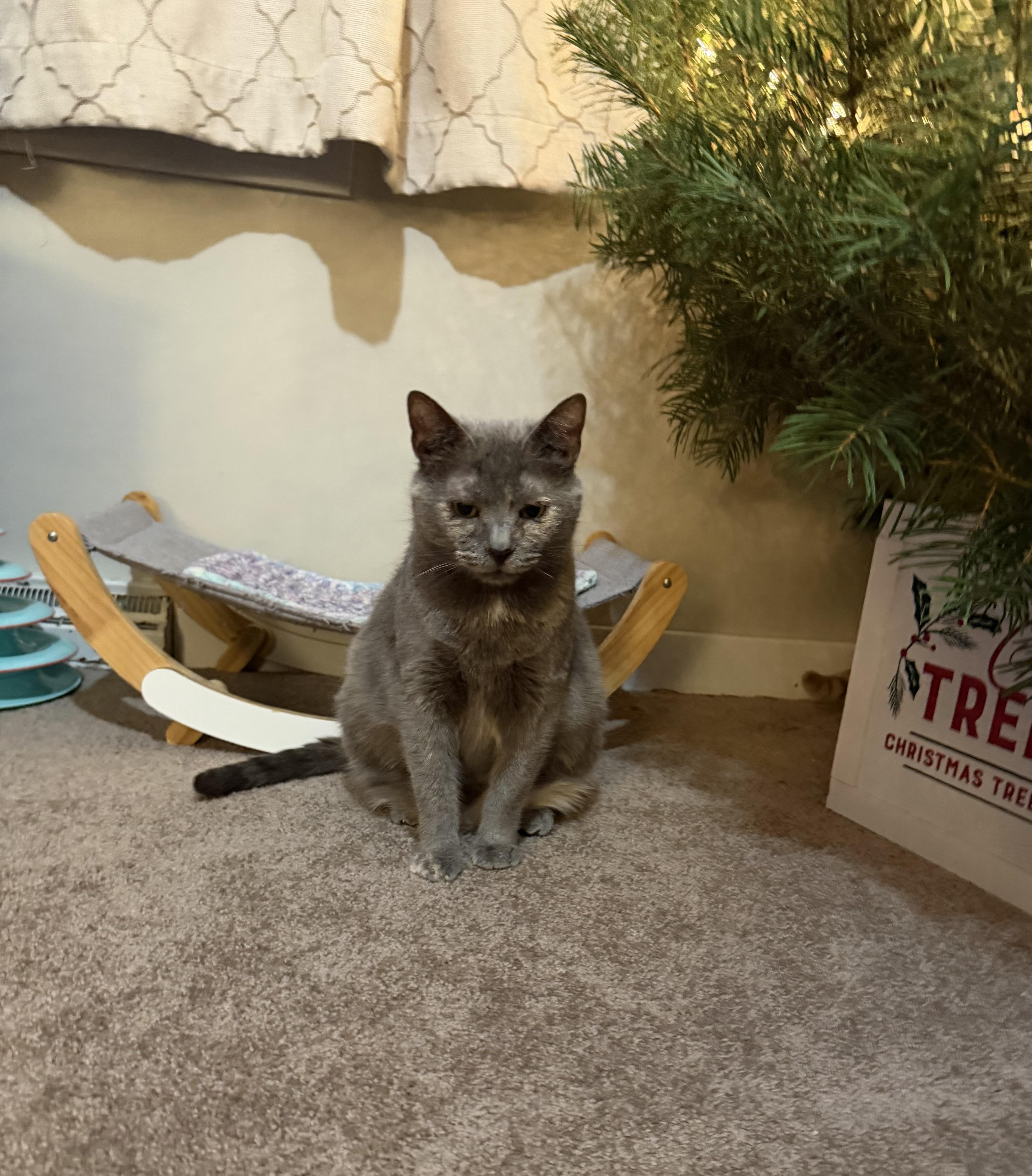 Enlarge Mama Pizza, a Adoptable Domestic Short Hair in Lacona, NY image 1/6