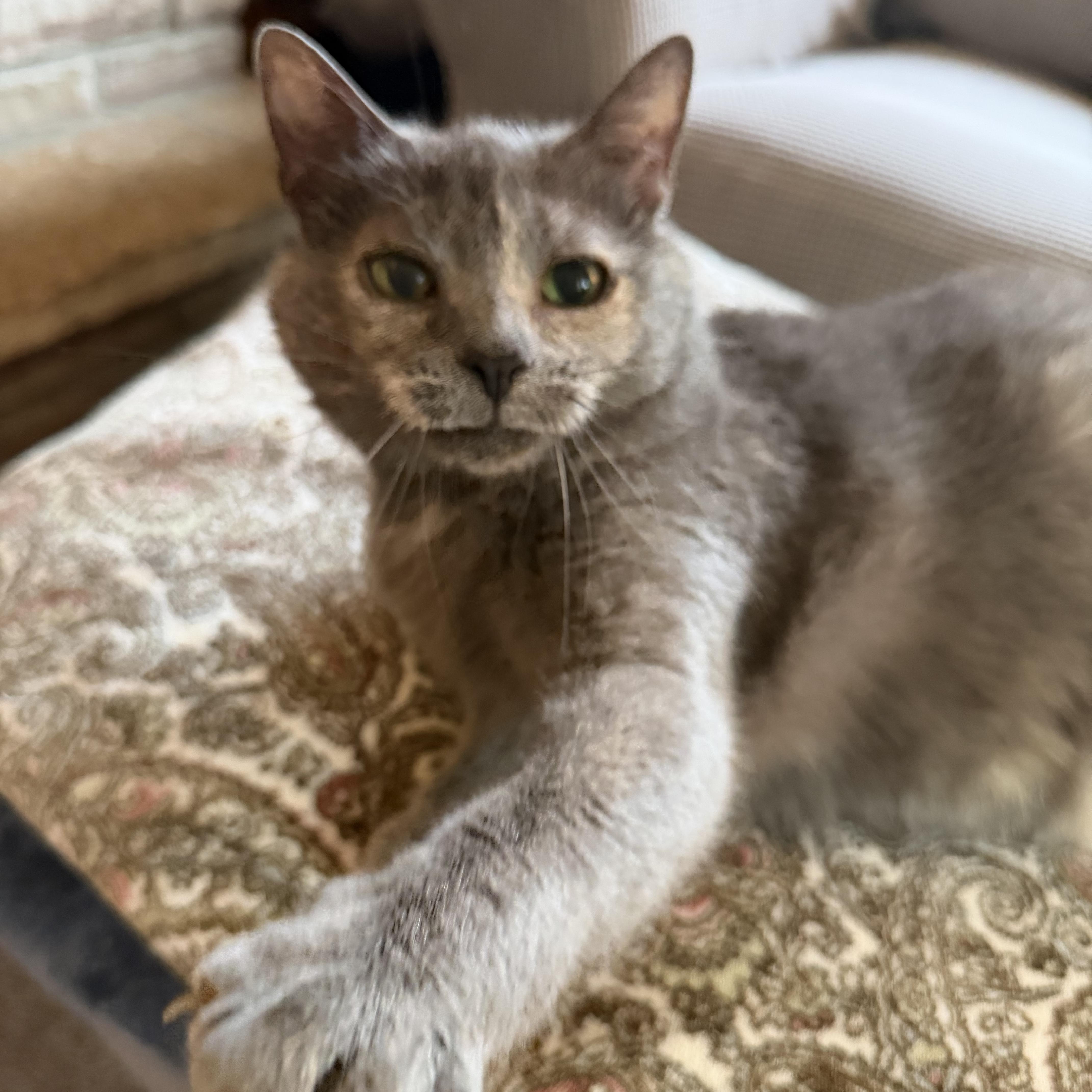 Mama Pizza, Adoptable, Young Female Domestic Short Hair.