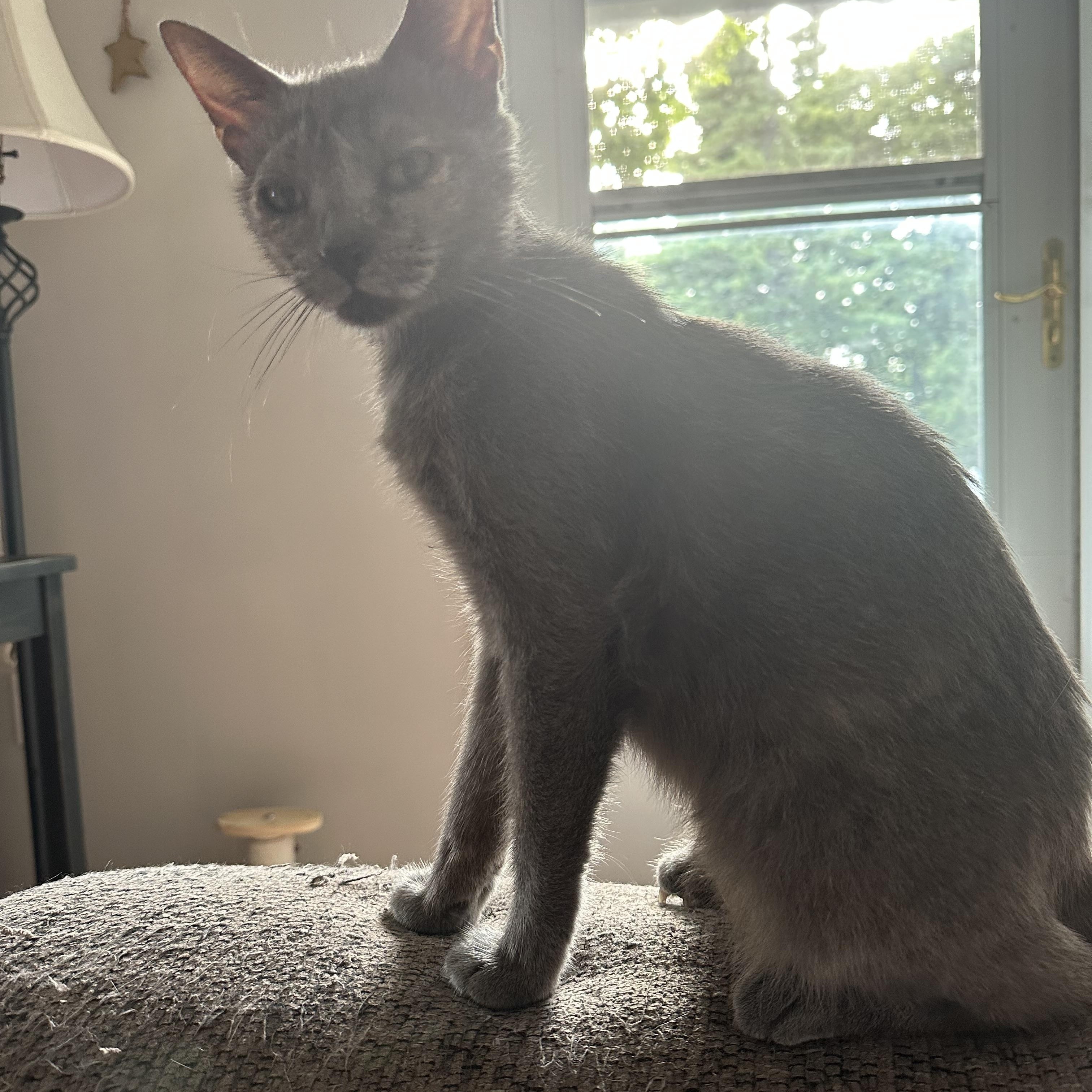 Mama Pizza, a Adoptable Domestic Short Hair in Lacona, NY image 6/6