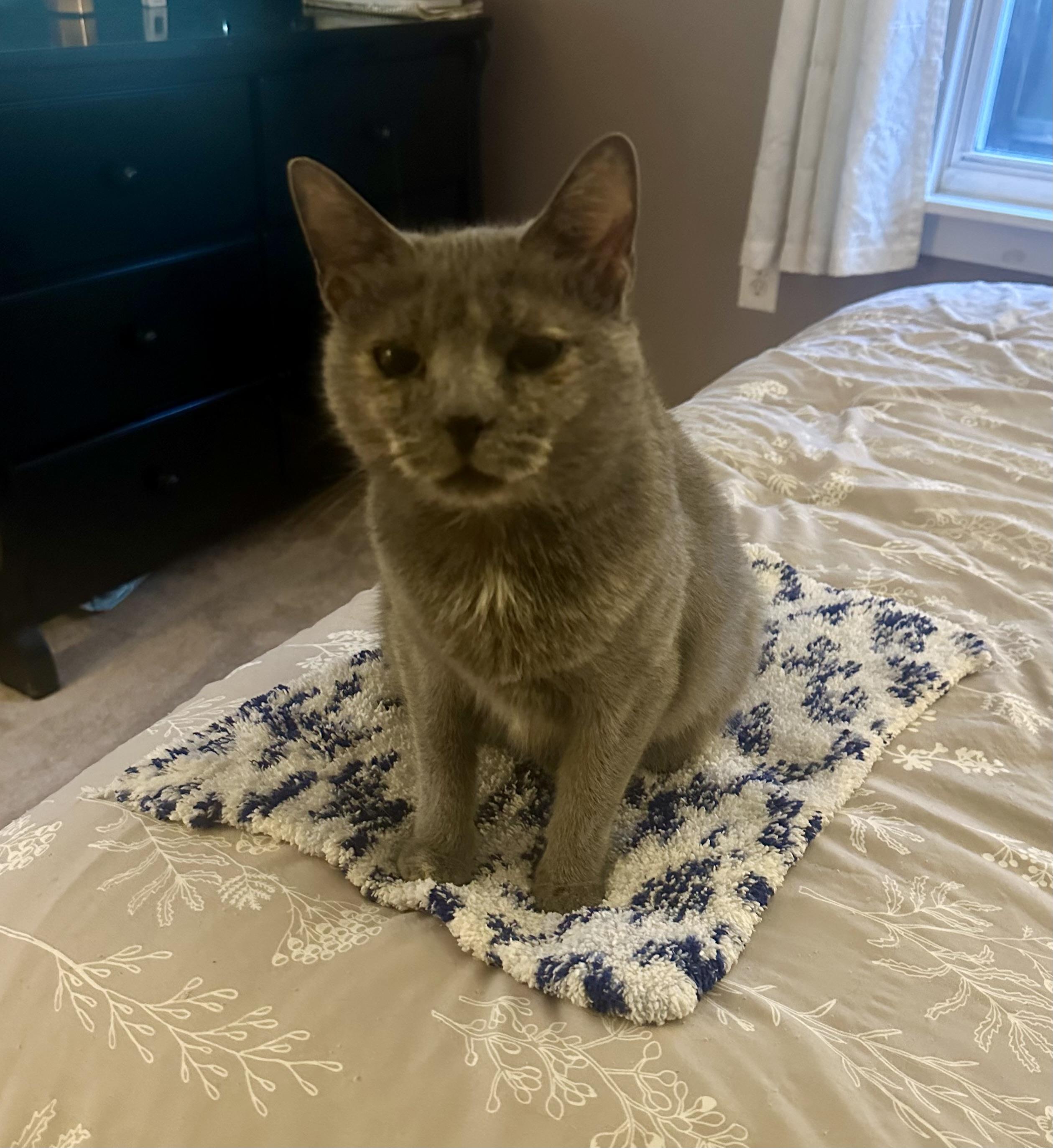 Mama Pizza, a Adoptable Domestic Short Hair in Lacona, NY image 2/6