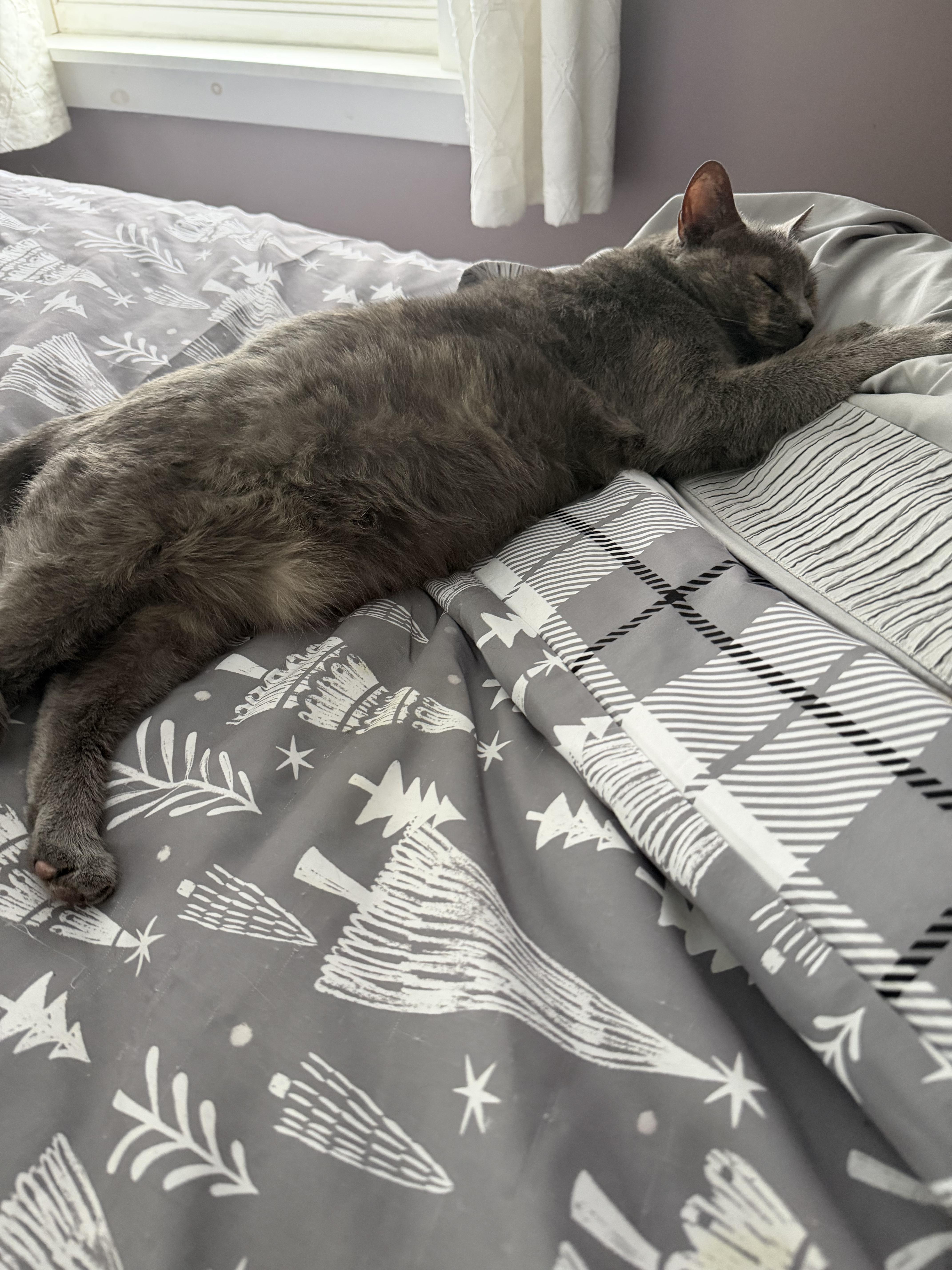 Enlarge Mama Pizza, a Adoptable Domestic Short Hair in Lacona, NY image 2/6