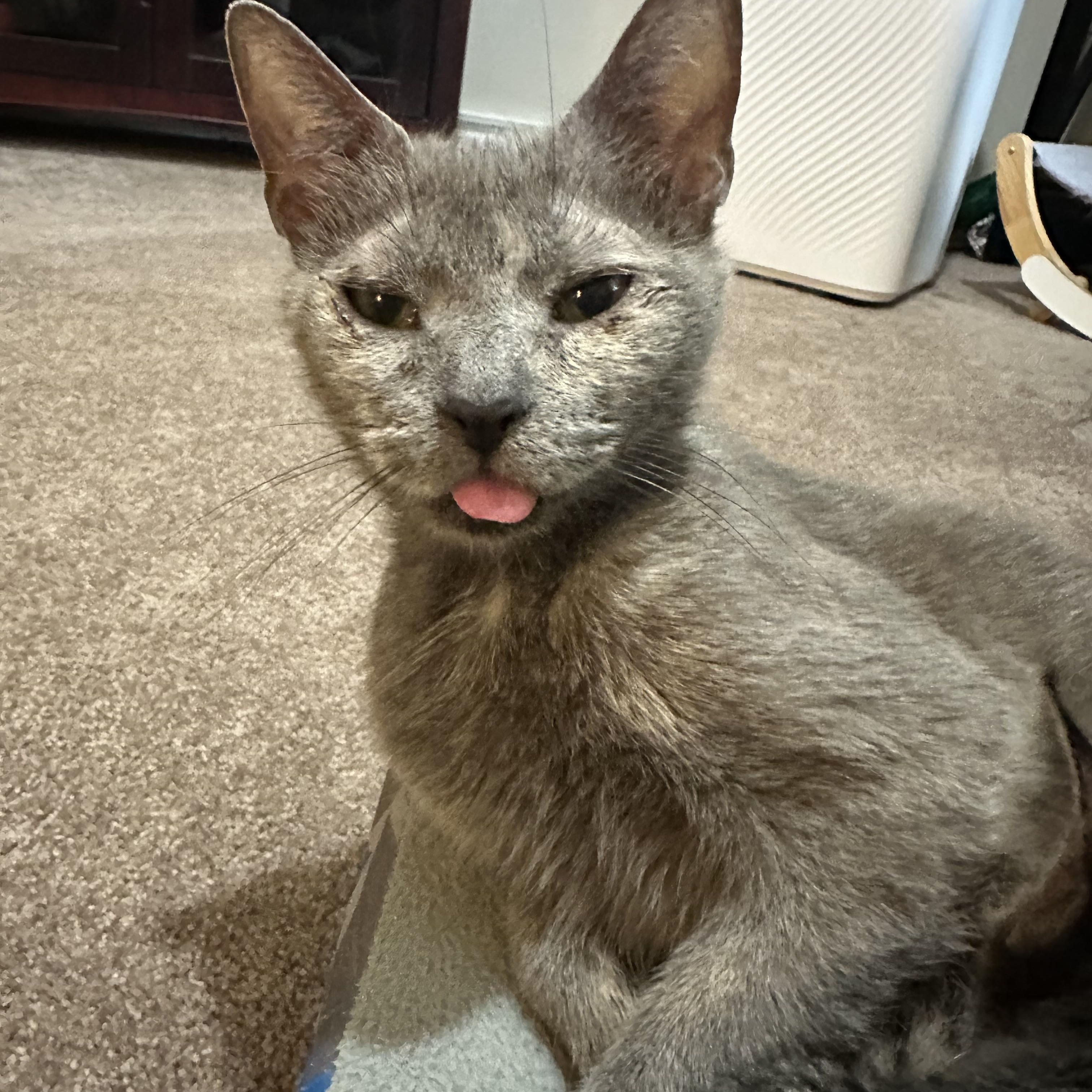 Mama Pizza, a Adoptable Domestic Short Hair in Lacona, NY image 5/6