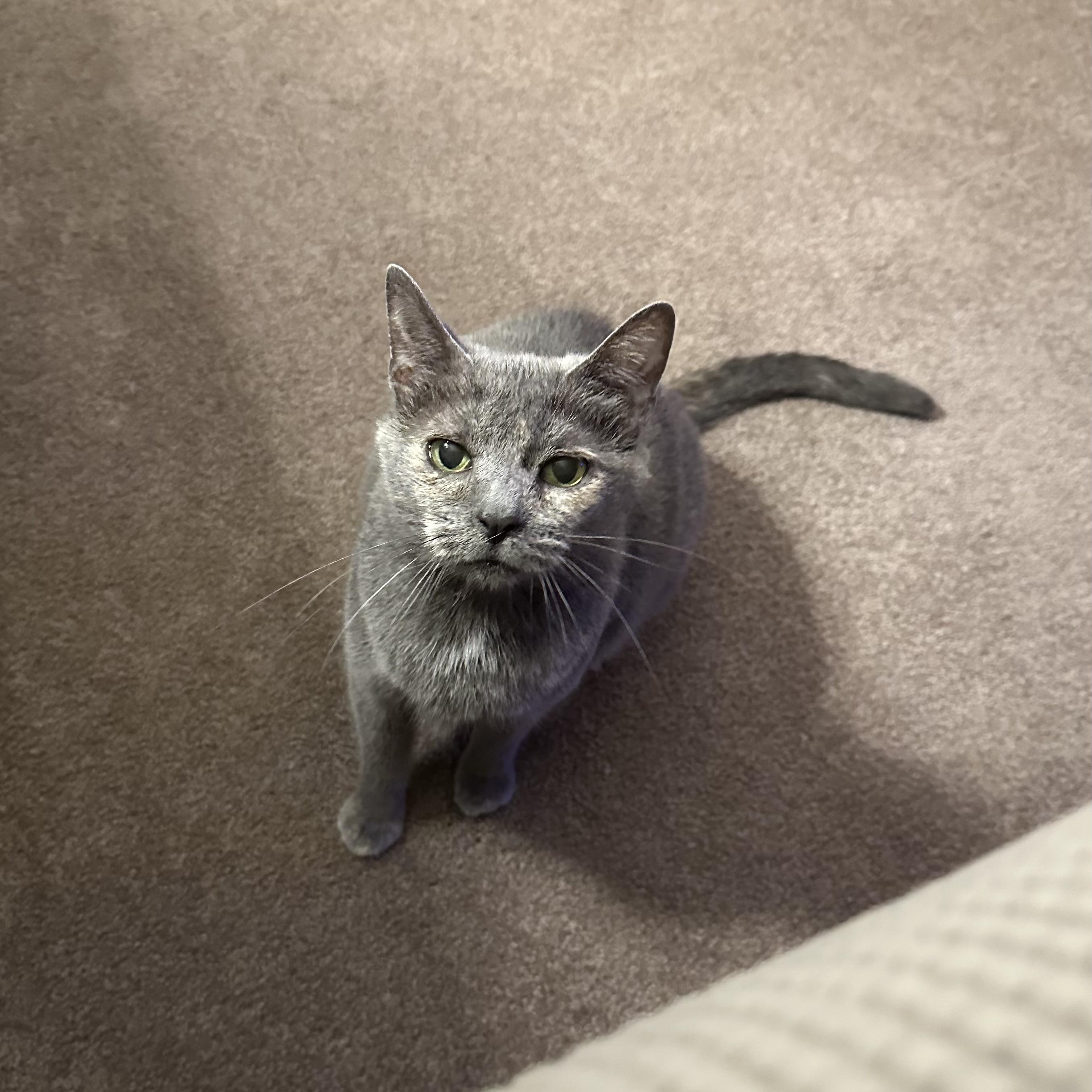 Mama Pizza, Adoptable, Young Female Domestic Short Hair.