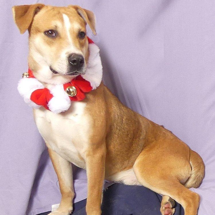 PETTY, a Adoptable mixed breed in Ukiah, CA image 1/4