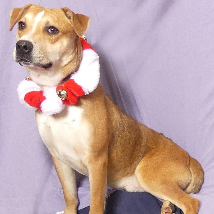 PETTY, Young Male Australian Cattle Dog / Blue Heeler