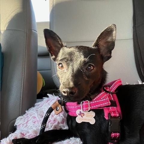 Enlarge Ezra *NEW!*, a Adoptable mixed breed in London, ON image 2/6