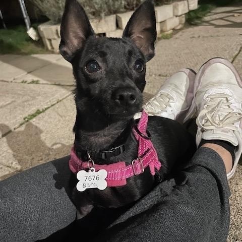 Enlarge Ezra *NEW!*, a Adoptable mixed breed in London, ON image 3/6