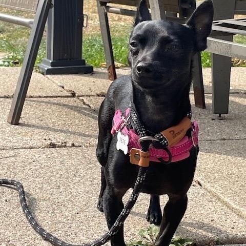 Enlarge Ezra *NEW!*, a Adoptable mixed breed in London, ON image 4/6