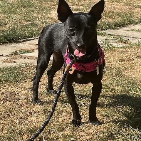 Enlarge Ezra *NEW!*, a Adoptable mixed breed in London, ON image 5/6