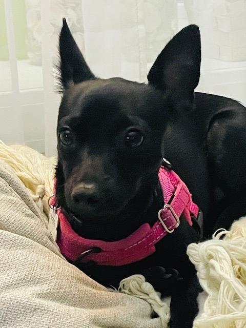 Enlarge Ezra *NEW!*, a Adoptable mixed breed in London, ON image 6/6